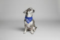 Greek Dog Cat  Bandana