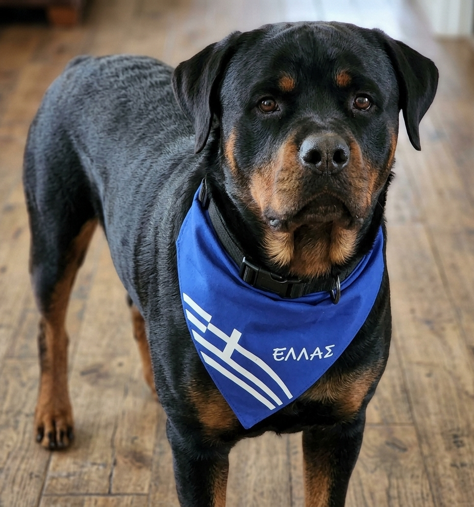 Greek Dog Cat  Bandana
